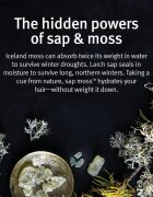 Aveda Sap Moss™ Weightless Hydrating Shampoo könnyű hidratáló sampon töredezés ellen 200 ml