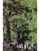 Baobab Collection Sacred Trees Touba illatgyertya 1100 g
