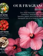 Baylis & Harding Boudoire Tropical Paradise ajándékszett