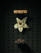 Beviro Honkatonk Vanilla Beard Oil szakáll olaj 30 ml