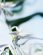 Byredo Blanche Absolu Eau de Parfum hölgyeknek 50 ml