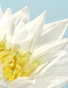 Cacharel Eden Eau de Parfum hölgyeknek 30 ml