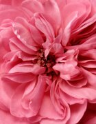 Chantecaille Rose de Mai Lip Balm hidratáló balzsam az ajkakra 2.5 g