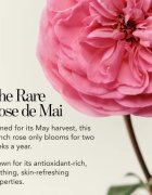 Chantecaille Rose de Mai Lip Balm hidratáló balzsam az ajkakra 2.5 g