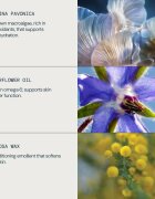 Elemis Pro-Collagen Marine Oil ránctalanító olaj arcra 15 ml