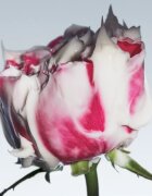 fresh Rose Deep Hydration Face Cream hidratáló arckrém hialuronsavval 50 ml