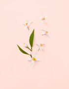 Gucci Bloom Eau de Toilette hölgyeknek 50 ml