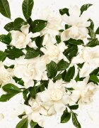 Gucci Flora Gorgeous Gardenia Eau de Parfum utántölthető hölgyeknek Refill 150 ml
