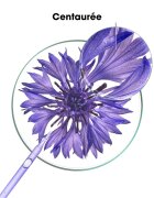 Klorane Cornflower Organic sampon semlegesíti a sárgás tónusokat 200 ml