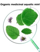 Klorane Organic Mint Tisztító méregtelenítő sampon normál hajra 400 ml