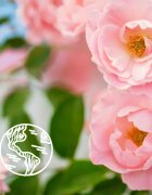 Le Petit Marseillais Bio Wild Rose felfrissítő tusfürdő gél 250 ml