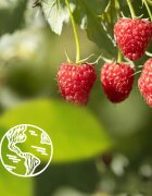 Le Petit Marseillais Raspberry BIO & Peony krémes tusoló gél 250 ml