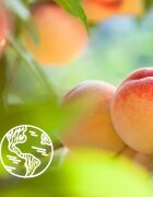 Le Petit Marseillais White Peach Bio & Nectarine Bio gyengéd tusfürdő gél 400 ml
