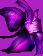 Mugler Alien Extraintense Eau de Parfum hölgyeknek 90 ml