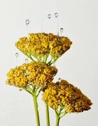 Origins Plantscription™ Multi-Powered Youth Serum fiatalító arcszérum 50 ml