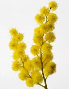 Reminiscence Sous un Mimosa de Provence Eau de Toilette intense unisex 100 ml