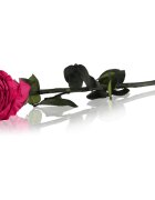 RoseAmor Fuchsia örökrózsa szárral 30 cm 1 db