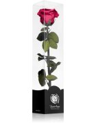 RoseAmor Fuchsia örökrózsa szárral 30 cm 1 db