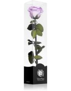 RoseAmor Lila örökrózsa szárral 30 cm 1 db