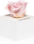 RoseAmor Pink örökrózsa dobozban 1 db