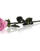 RoseAmor Pink örökrózsa szárral 30 cm 1 db