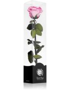 RoseAmor Pink örökrózsa szárral 30 cm 1 db