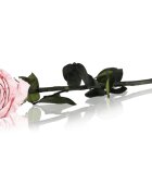 RoseAmor Pink örökrózsa szárral 30 cm 1 db