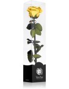 RoseAmor Yellow örökrózsa szárral 30 cm 1 db