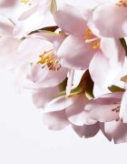 Shiseido White Lucent Illuminating Micro-Spot Serum élénkítő korrekciós szérum a pigmentfoltok ellen 30 ml