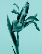 Tiffany & Co. Sheer Eau de Toilette hölgyeknek 30 ml