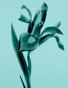 Tiffany & Co. Sheer Eau de Toilette hölgyeknek 50 ml