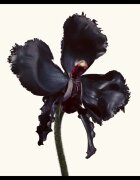 TOM FORD Black Orchid Reserve parfüm unisex 50 ml