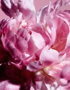 Viktor & Rolf Flowerbomb Pretty Peony Eau de Parfum hölgyeknek 100 ml
