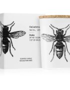 Vila Hermanos Insect Calabrone illatgyertya 75 g
