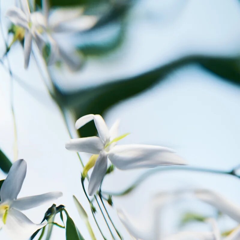 Byredo Blanche Absolu Eau de Parfum hölgyeknek 50 ml
