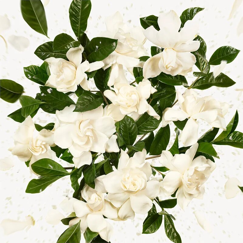 Gucci Flora Gorgeous Gardenia Eau de Parfum utántölthető hölgyeknek Refill 150 ml