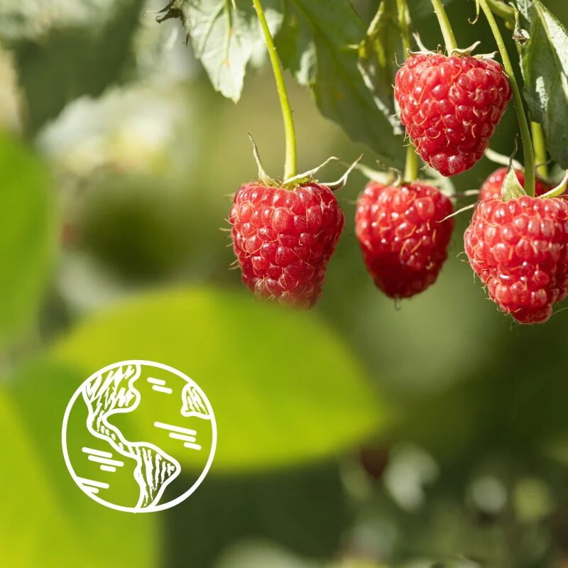 Le Petit Marseillais Raspberry BIO & Peony krémes tusoló gél 400 ml