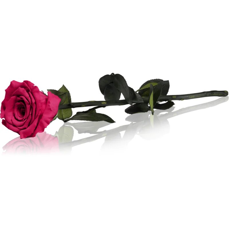 RoseAmor Fuchsia örökrózsa szárral 30 cm 1 db