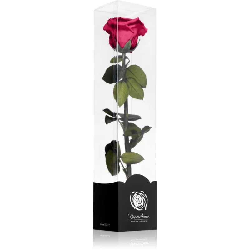 RoseAmor Fuchsia örökrózsa szárral 30 cm 1 db