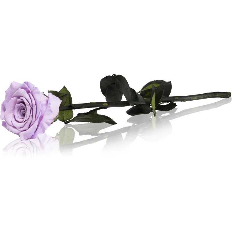 RoseAmor Lila örökrózsa szárral 30 cm 1 db