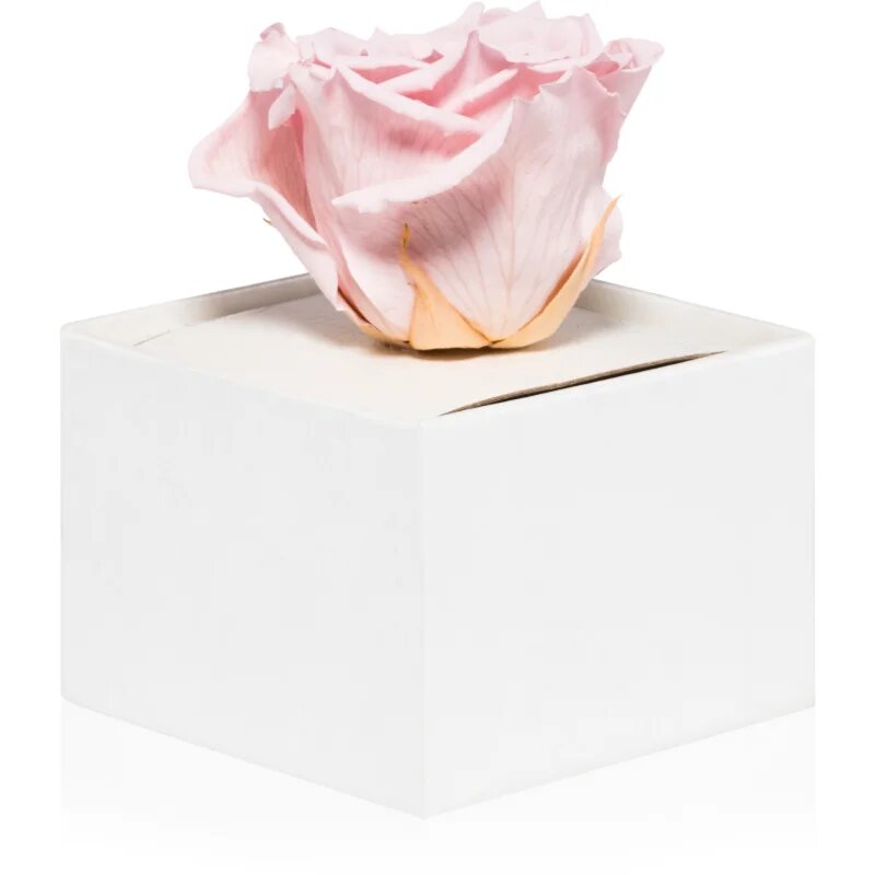 RoseAmor Pink örökrózsa dobozban 1 db