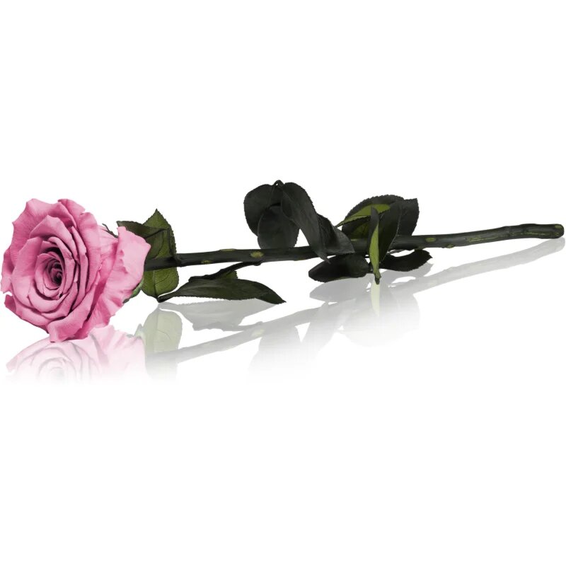 RoseAmor Pink örökrózsa szárral 30 cm 1 db