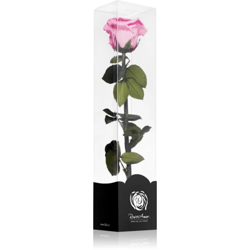 RoseAmor Pink örökrózsa szárral 30 cm 1 db