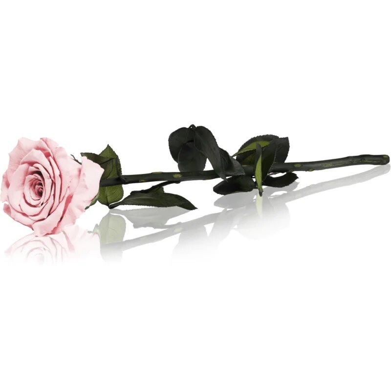 RoseAmor Pink örökrózsa szárral 30 cm 1 db