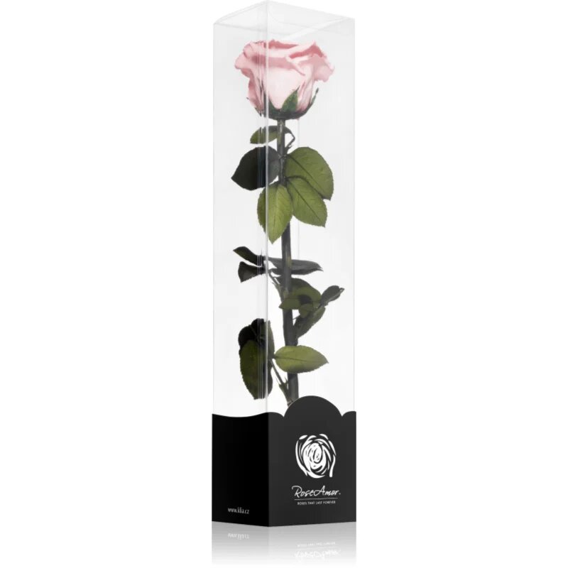 RoseAmor Pink örökrózsa szárral 30 cm 1 db