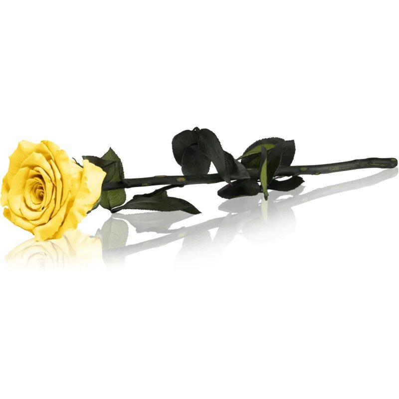 RoseAmor Yellow örökrózsa szárral 30 cm 1 db