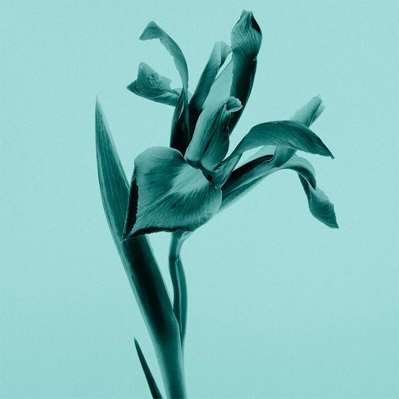 Tiffany & Co. Sheer Eau de Toilette hölgyeknek 30 ml