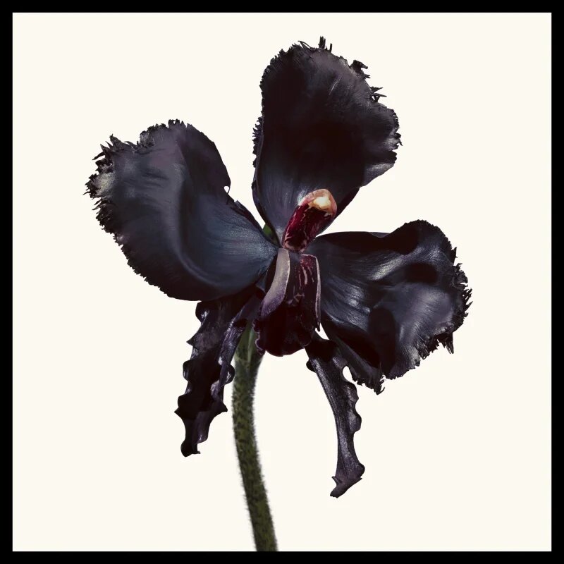 TOM FORD Black Orchid Reserve parfüm unisex 100 ml